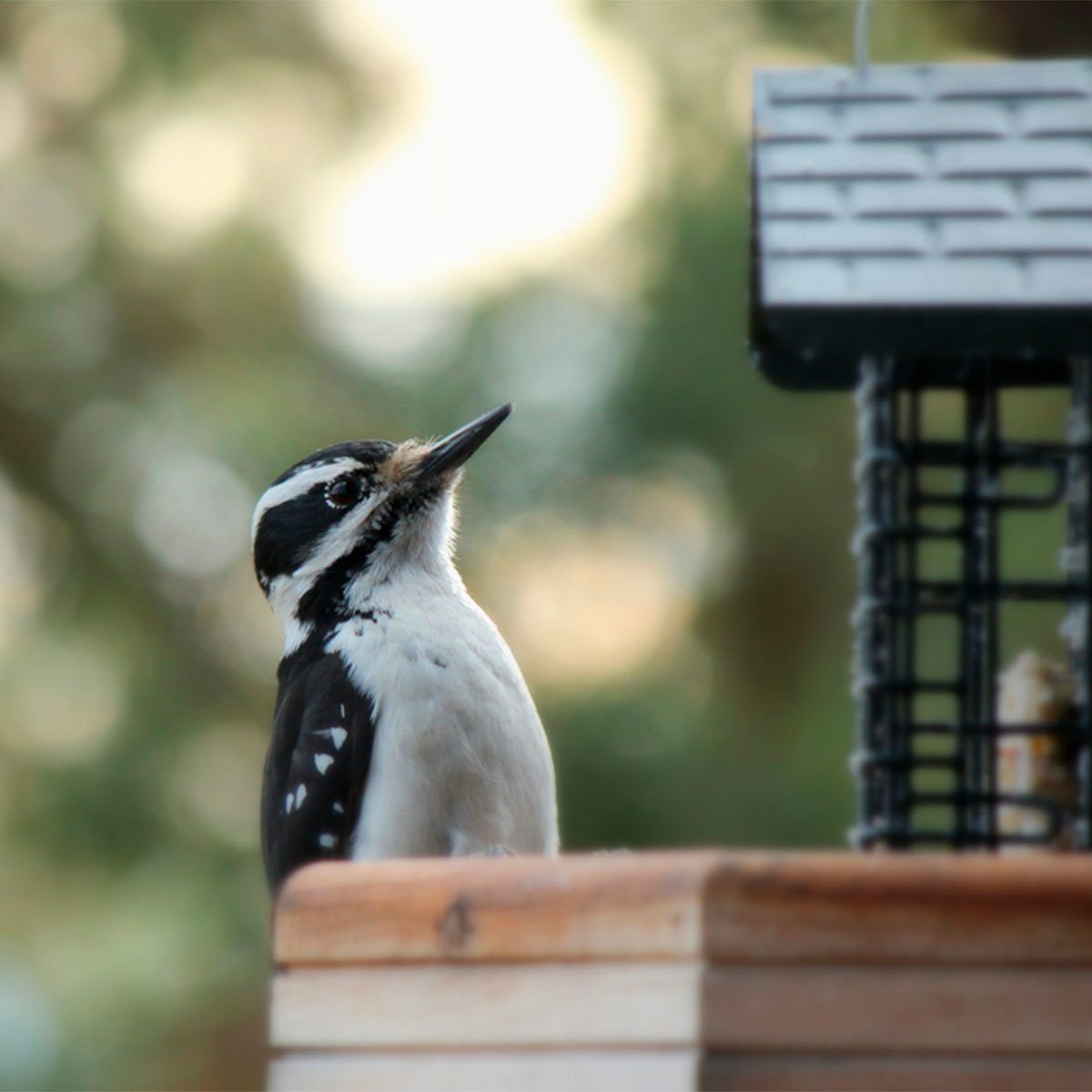 How to Scare Away Woodpeckers: Noise Solutions