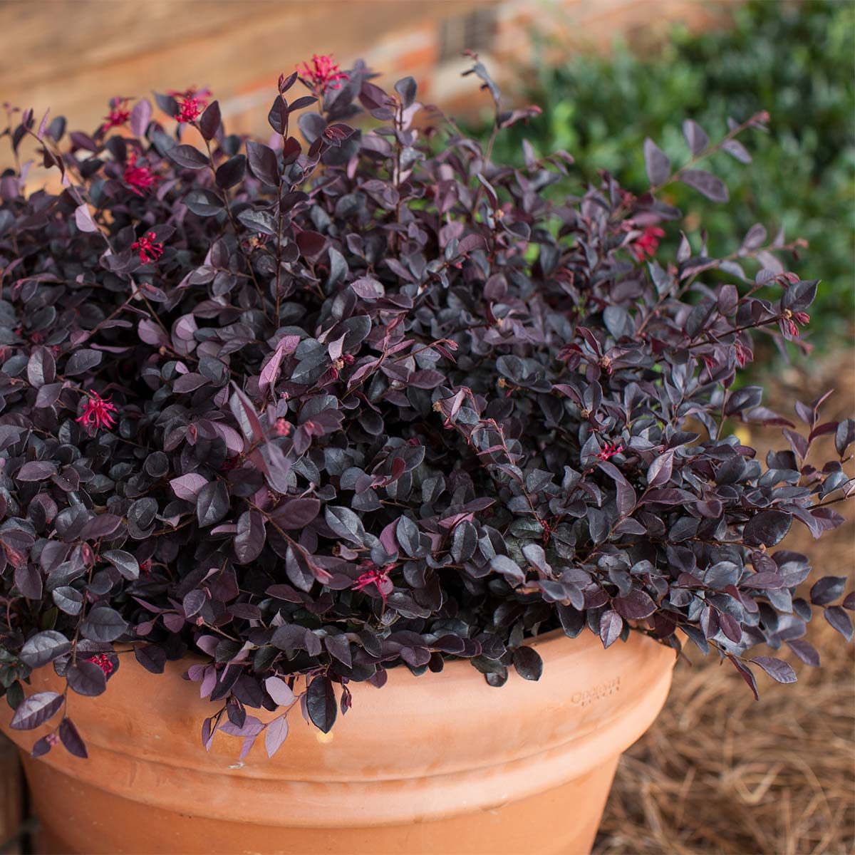Sparkling Sangria Loropetalum