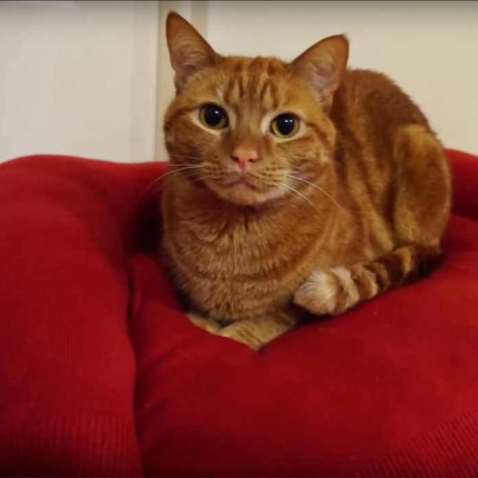 sweater cat bed