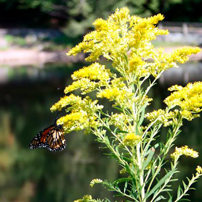 butterfly on goldenrod
