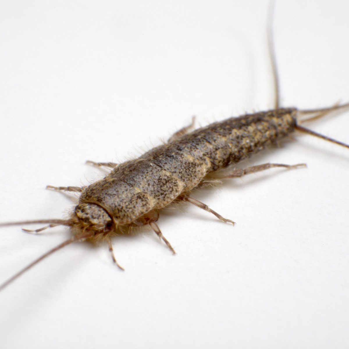 A small, elongated insect with a rough, brownish body crawls on a white surface, showcasing long antennae and delicate legs.