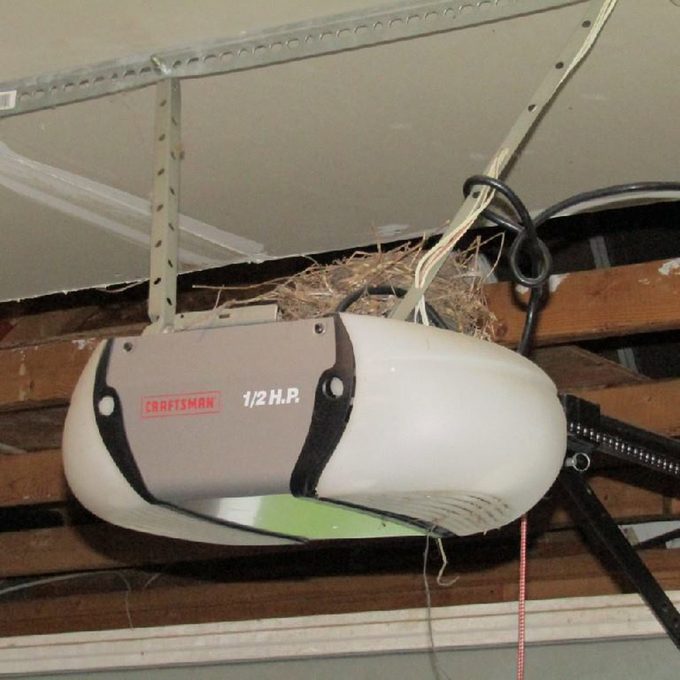 Can You Move a Bird’s Nest?