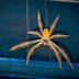 Chlorine Bomb for Car Spiders - Quick and Easy Pest Removal