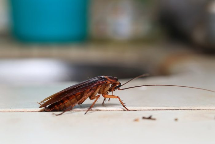 4 Best Cockroach Traps: Including Sticky Glue, Electronic, and Natural Options