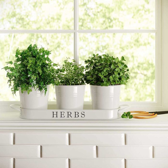 10 Best Herb Garden Planters and Kits of 2025