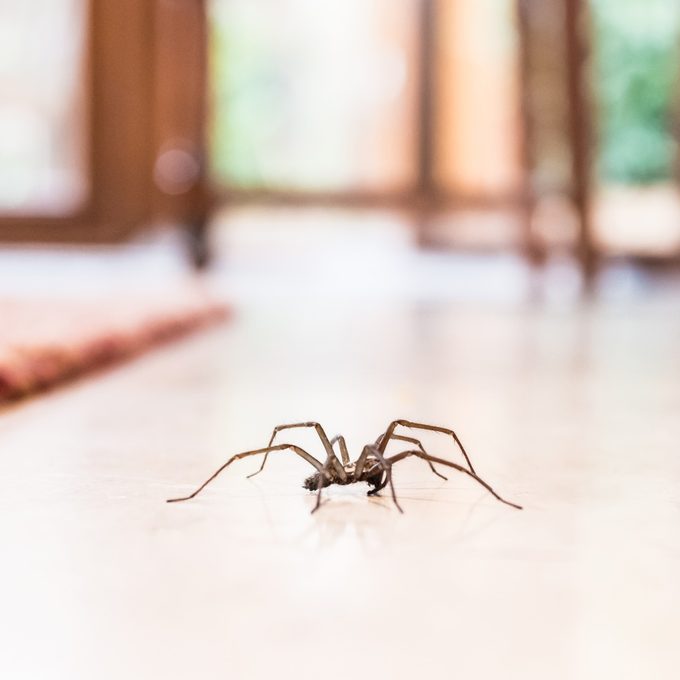 Here’s Why You Should Never Kill A Spider