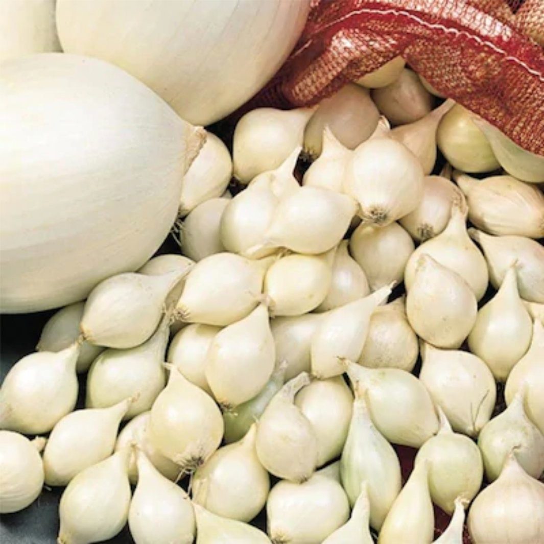 onions growing