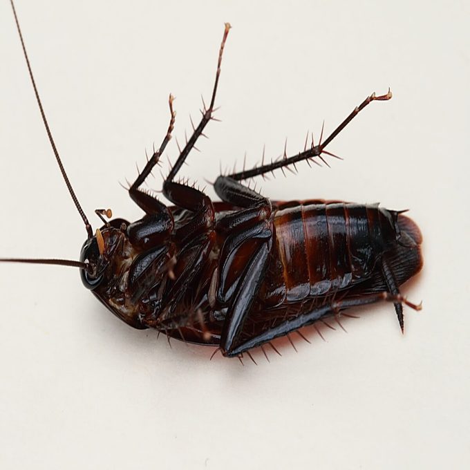 How to Identify and Get Rid of Smokybrown Cockroaches