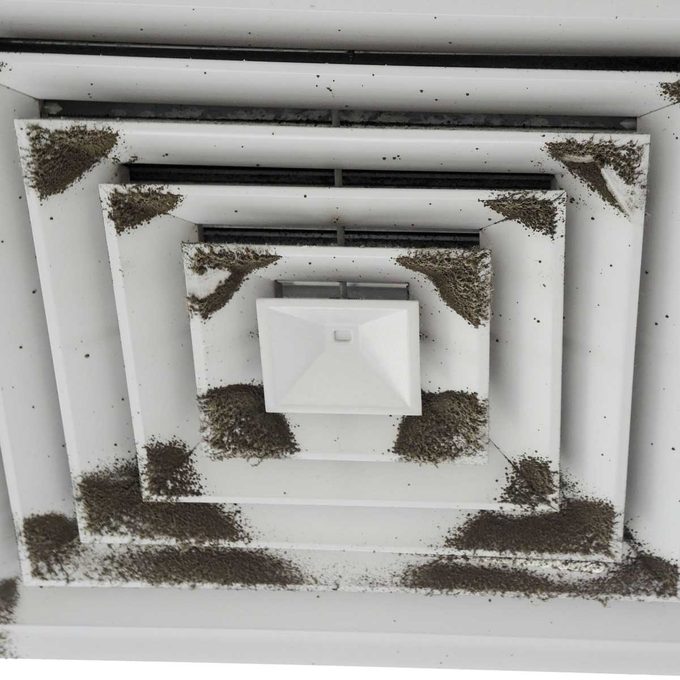 What to Know About Cladosporium Mold