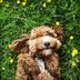 7 Pet-Safe Pest Control Products: Insecticides That Are Safe For Your Dog or Cat