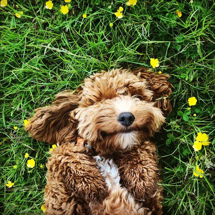 7 Pet-Safe Pest Control Products: Insecticides That Are Safe For Your Dog or Cat