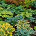 Do Hostas Spread? Understanding and Managing Hosta Growth