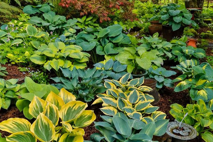 Do Hostas Spread? Understanding and Managing Hosta Growth