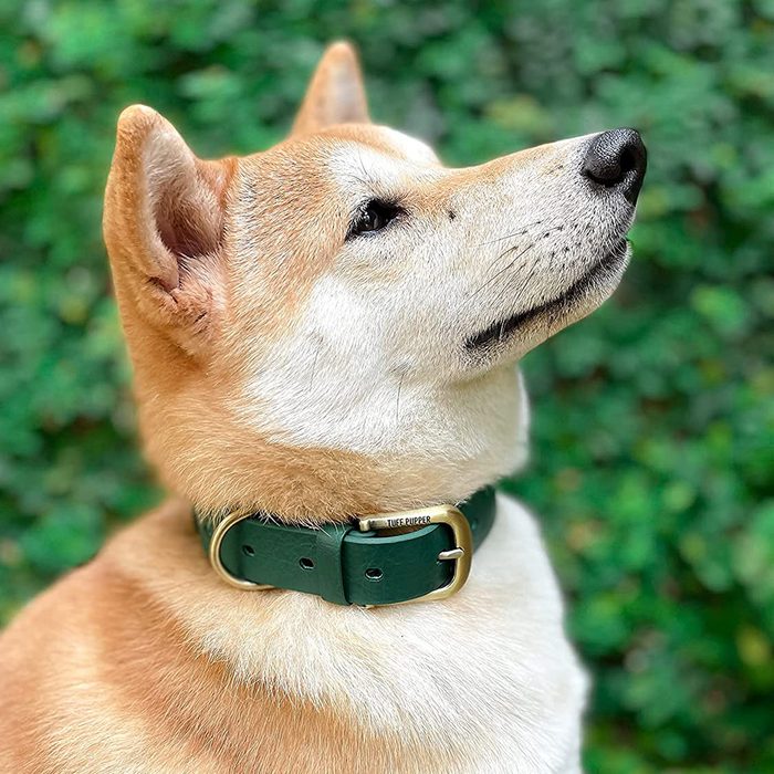 The 12 Best Dog Collars of 2025—From a Pet Expert