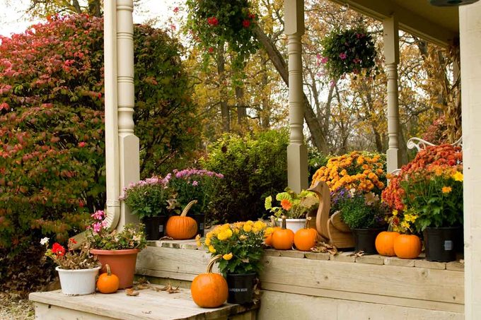 The Best Fall Flowers (That Aren’t Mums): Expert Picks