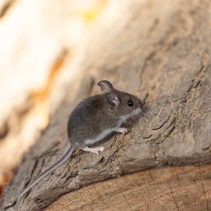 The Homeowner’s Guide to Rodent Pest Control