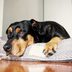 12 Best Dog Beds of 2025