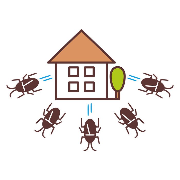 8 Best Cockroach Deterrents (Including Plug-In Devices, Natural Repellents, and Sprays)