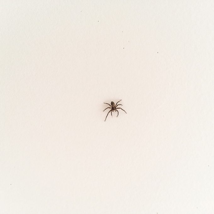 What to Know About Spider Pest Control for Homeowners