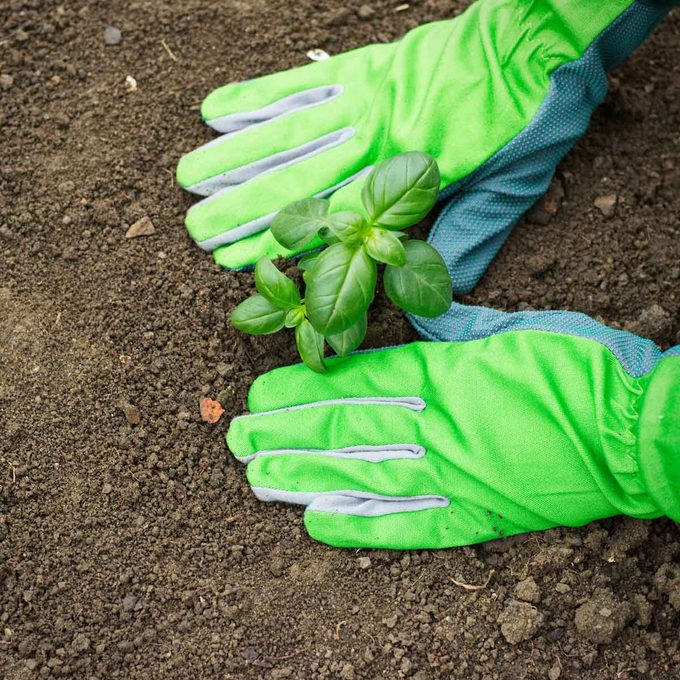 When is the Best Time to Start Growing a Garden?