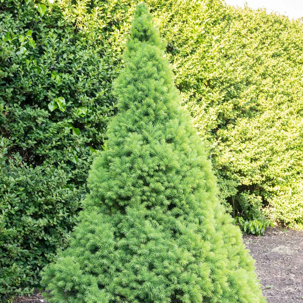 Dwarf Spruce