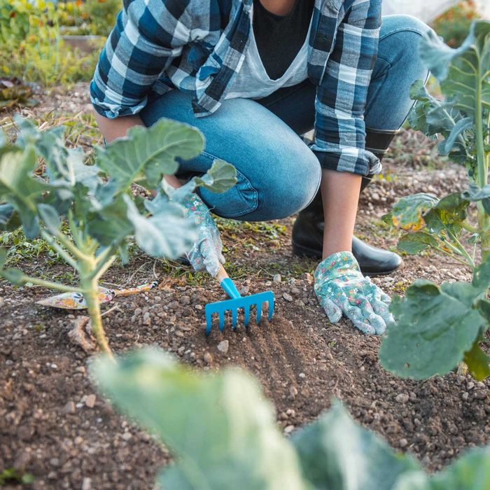 8 Best Garden Rakes for Cleaning Up Around Plants
