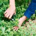 5 Best Garden Scissors of 2025