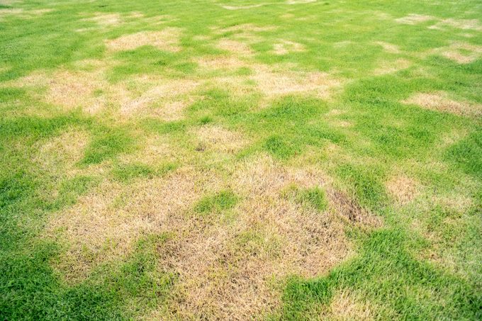 Help! My Grass Has Big Yellow Spots, So How Do I Fix It?