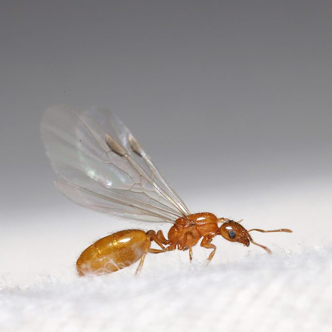 Homeowner’s Guide To Flying Ants