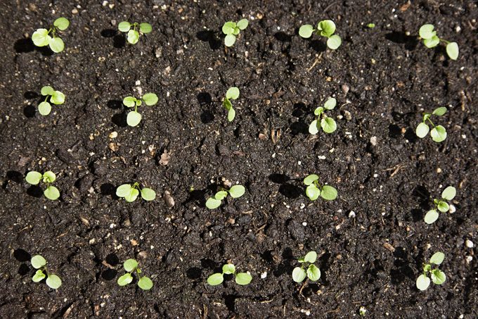 What’s In the Best Garden Soil?