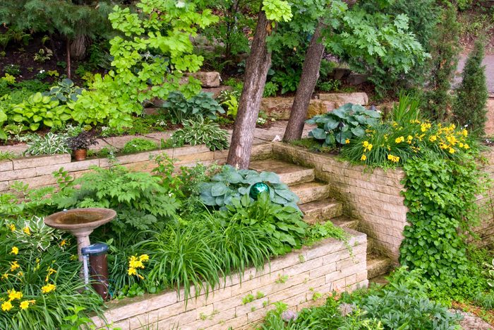 11 Best Shade Perennials That Won’t Take Over Your Garden