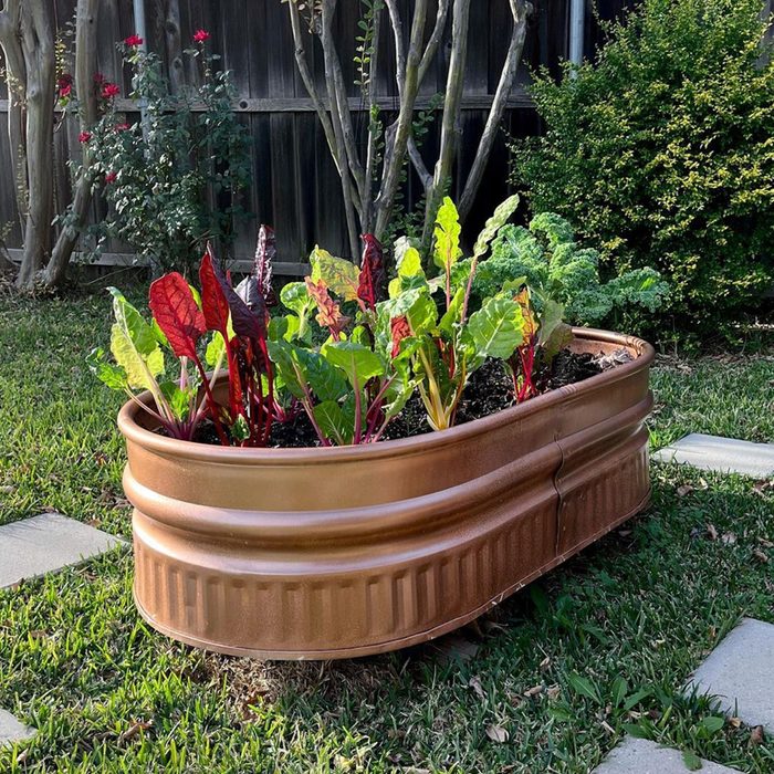 A large, oval planter with colorful leafy greens grows inside, surrounded by grass and stepping stones, with trees and shrubs in the background.