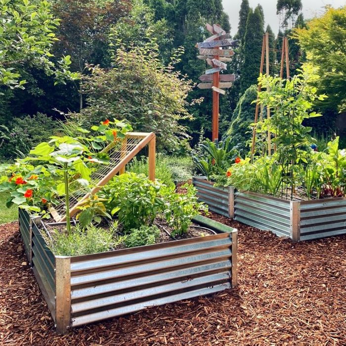 Raised garden beds filled with various plants and flowers grow in a sunny area surrounded by mulch and greenery, with a wooden trellis in the background.