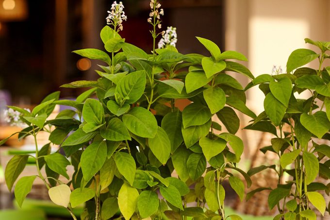 Why Is My Lilac Bush Not Blooming?