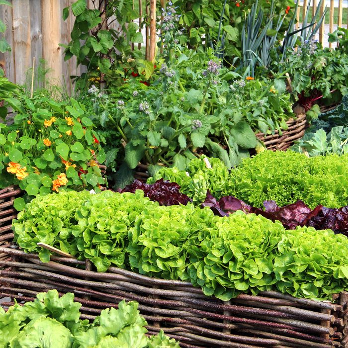 Lush green lettuce heads grow in woven beds, surrounded by various vegetables and bright flowers, under a clear sky in a garden setting.