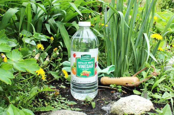 7 Ways To Use Vinegar In the Garden — Or Not