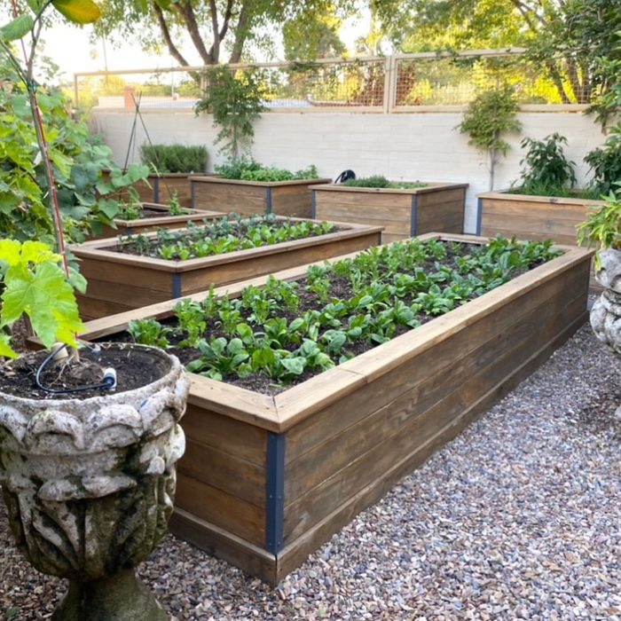 Wooden raised garden beds contain thriving green plants, arranged neatly in a gravel-covered backyard surrounded by greenery and a white wall.