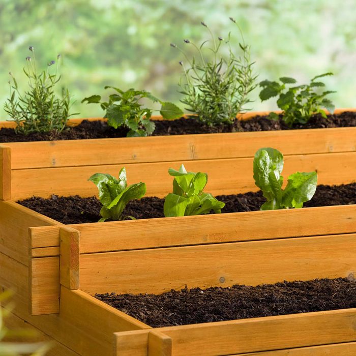 A wooden garden bed contains various plants, including herbs and leafy greens, surrounded by soil, set against a blurred green background.