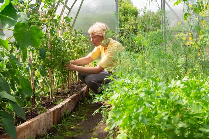 10 Best Plants To Grow in a Greenhouse