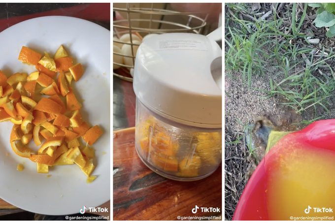 Does This TikTok Hack with Orange Peels Get Rid of Ants?