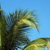 What Is A Palm Frond? Everything You Need to Know