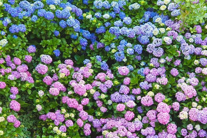 What Your Hydrangeas Can Tell You About Your Soil