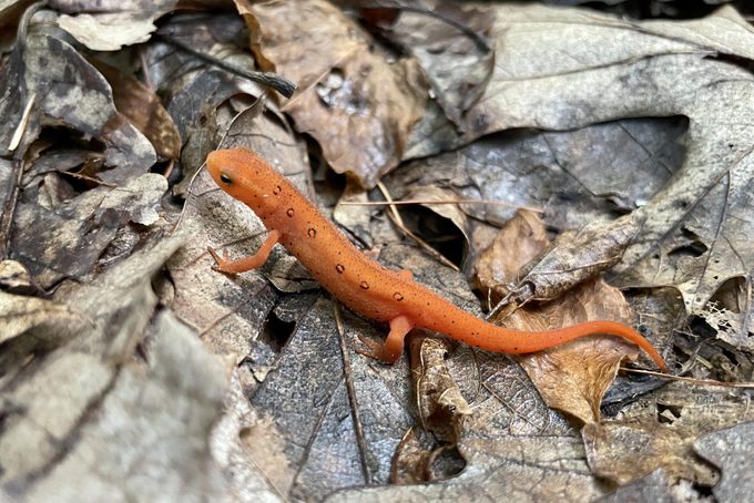 How To Keep Salamanders Out of Your House