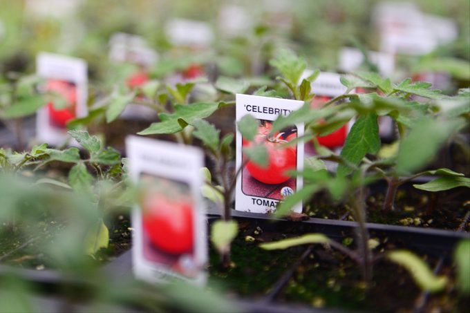 Deciphering Tomato Plant Tags: What Do Those Codes Mean?