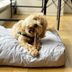 10 Aesthetically-Pleasing Fable Pets Products to Spoil Your Pup Without Ruining Your Decor