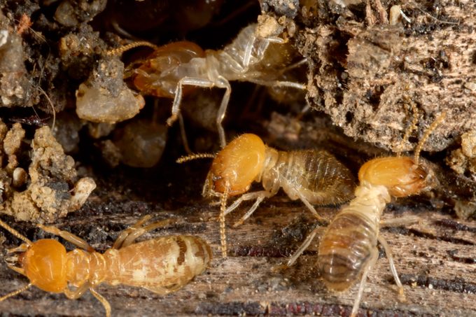 This Is the Most Termite Infested City in the Country