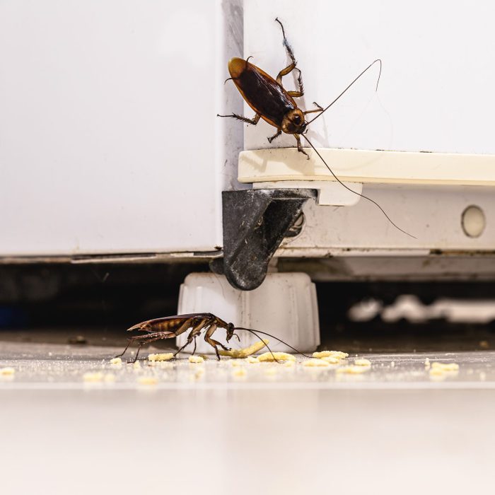 What’s the Best Roach Killer for an Apartment? We Tested 6 of the Strongest Sprays