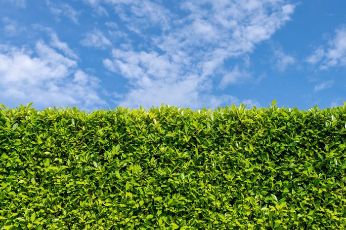 10 Living Fence Ideas
