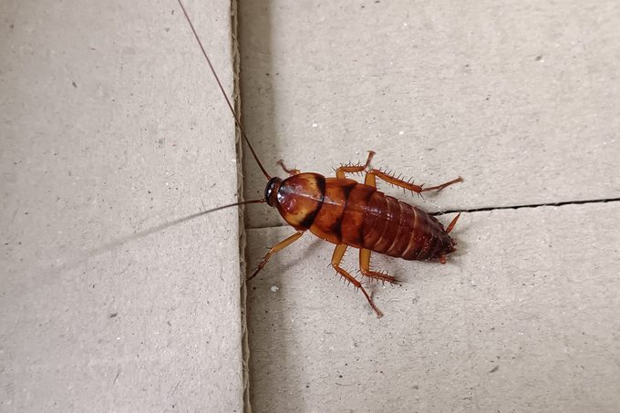 Homeowner’s Guide to Cockroach Pest Control
