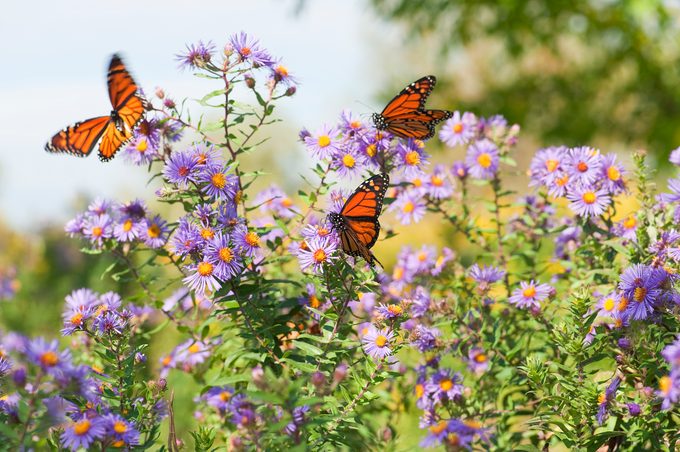 How To Certify Your Yard as a Wildlife Refuge
